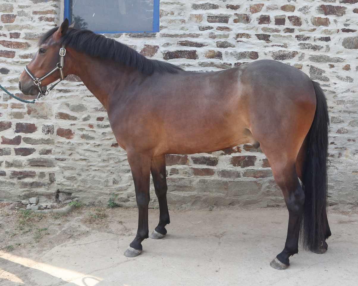 Castrone PFS Pony Francese da Sella In vendita 2023 Baio scuro ,  O Ma Dou&eacute; Kersidal