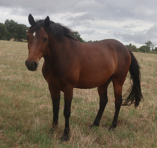 Castrone PFS Pony Francese da Sella In vendita 2023 Baio scuro ,  O Ma Dou&eacute; Kersidal