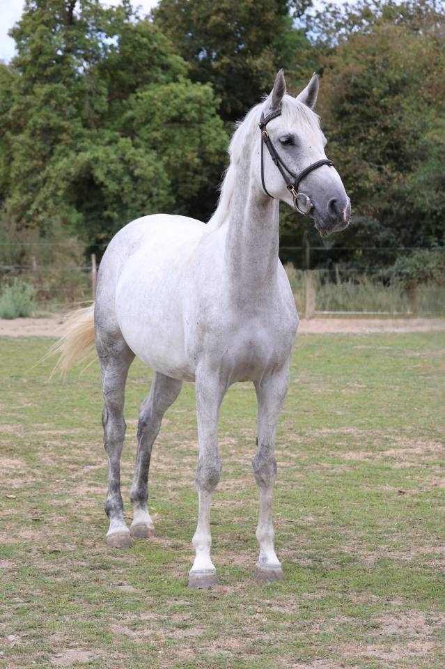 Cavalla Sella Francese In vendita 2022 Grigio ,  Prinz Clintus
