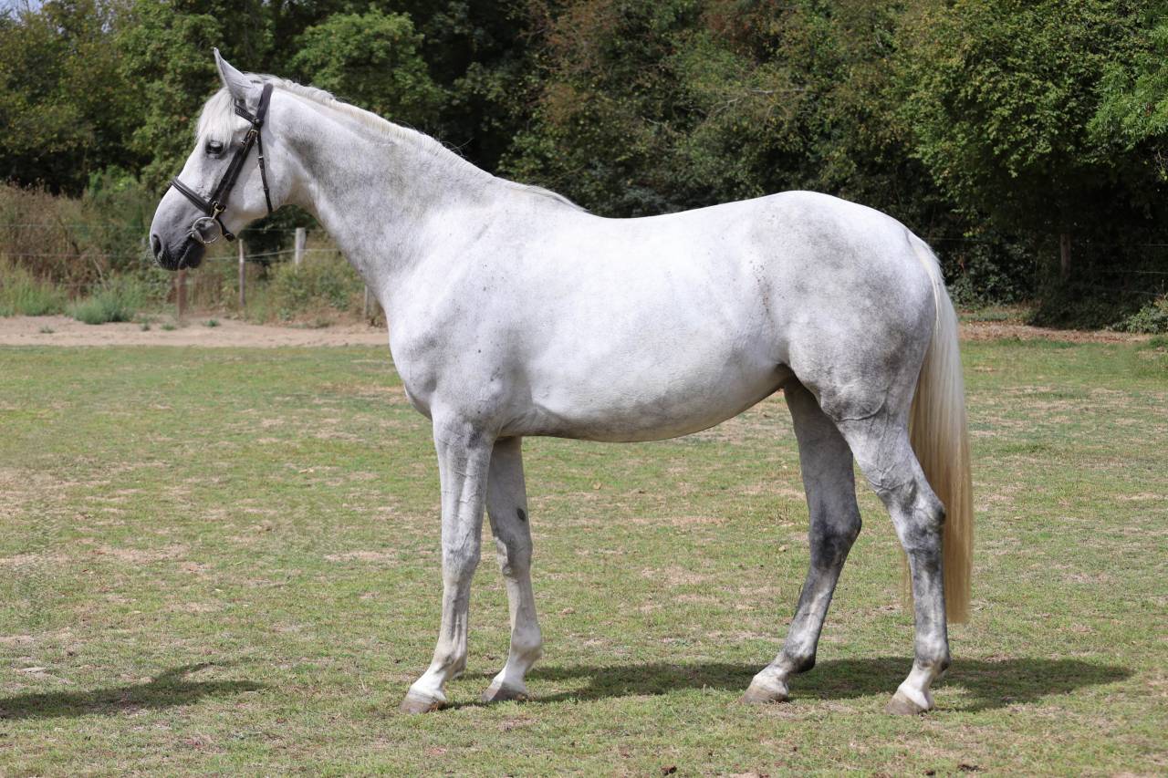 Cavalla Sella Francese In vendita 2022 Grigio ,  Prinz Clintus
