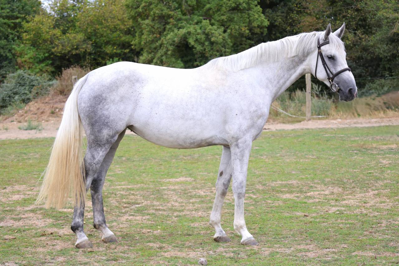 Cavalla Sella Francese In vendita 2022 Grigio ,  Prinz Clintus