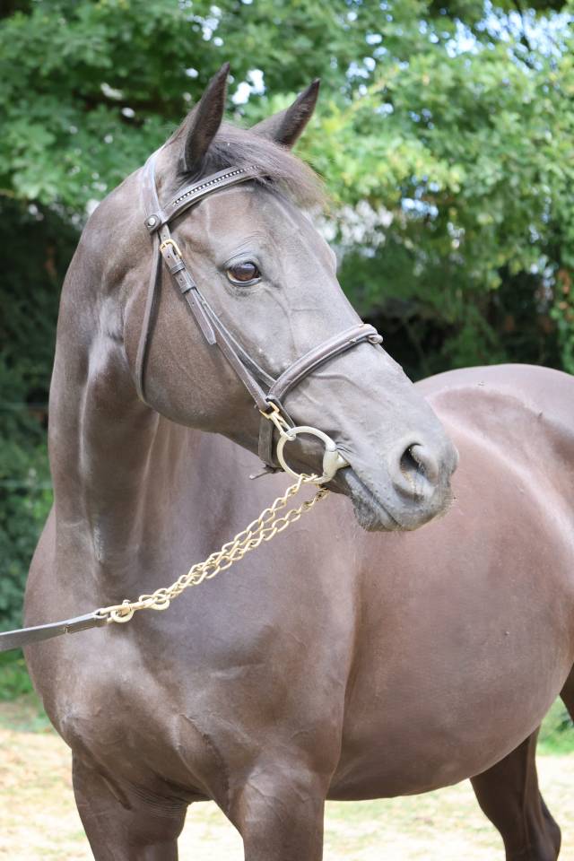 Cavalla Sella Francese In vendita 2016 Nero ,  LUCCIANNO