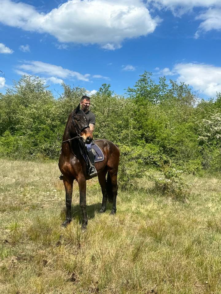 Castrone sBs Cavallo da Sport Belgio In vendita 2023 Baio