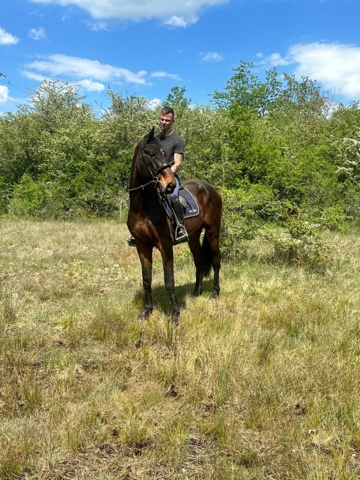 Castrone sBs Cavallo da Sport Belgio In vendita 2023 Baio