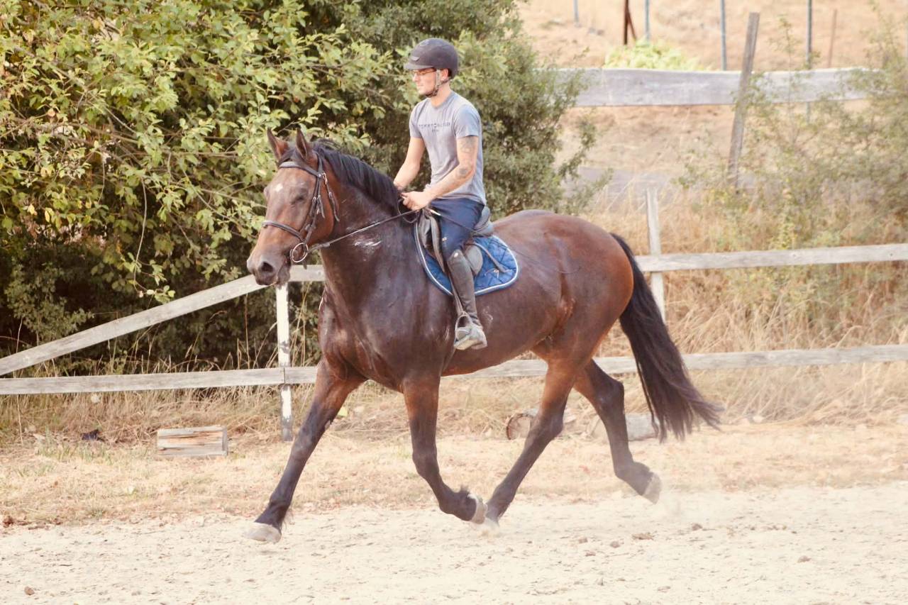 Cavalla Cob Normande In vendita 2017 Baio