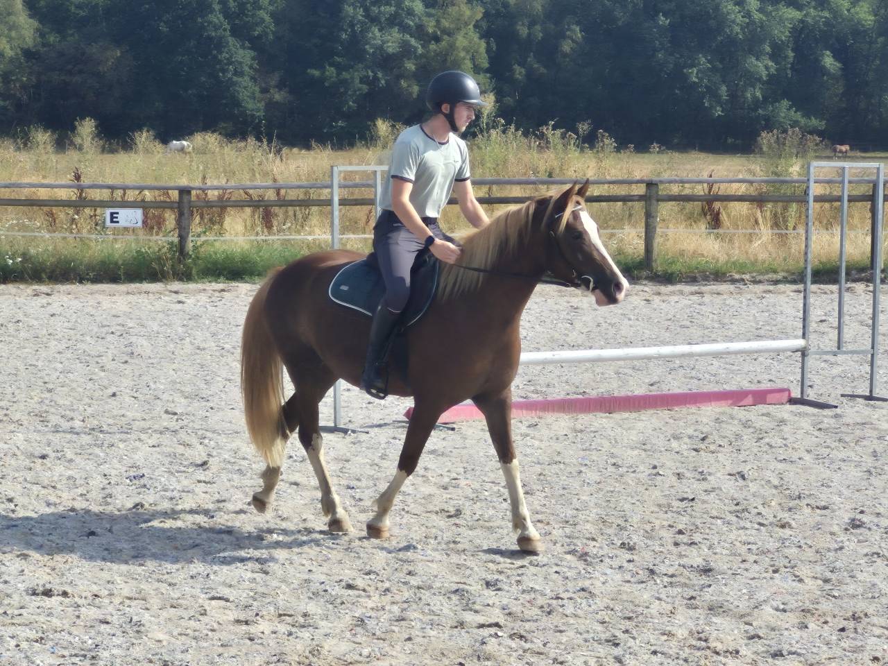 Cavalla Welsh Part Bred In vendita 2023 Sauro