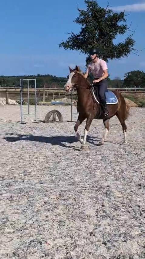 Cavalla Welsh Part Bred In vendita 2023 Sauro