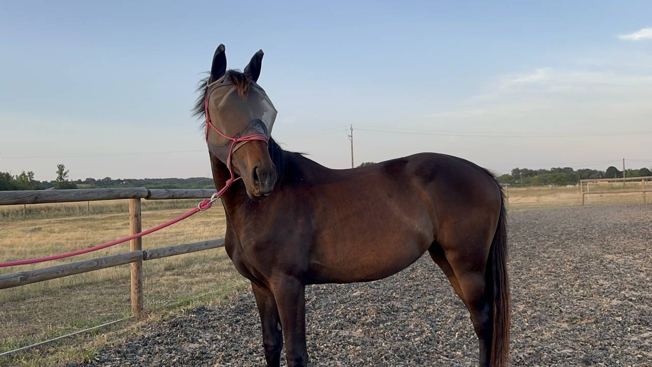 Cavalla sBs Cavallo da Sport Belgio In vendita 2023 Baio scuro