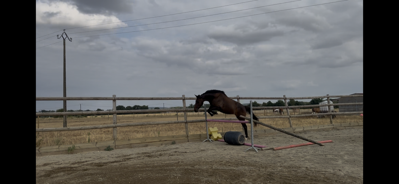 Cavalla sBs Cavallo da Sport Belgio In vendita 2023 Baio scuro