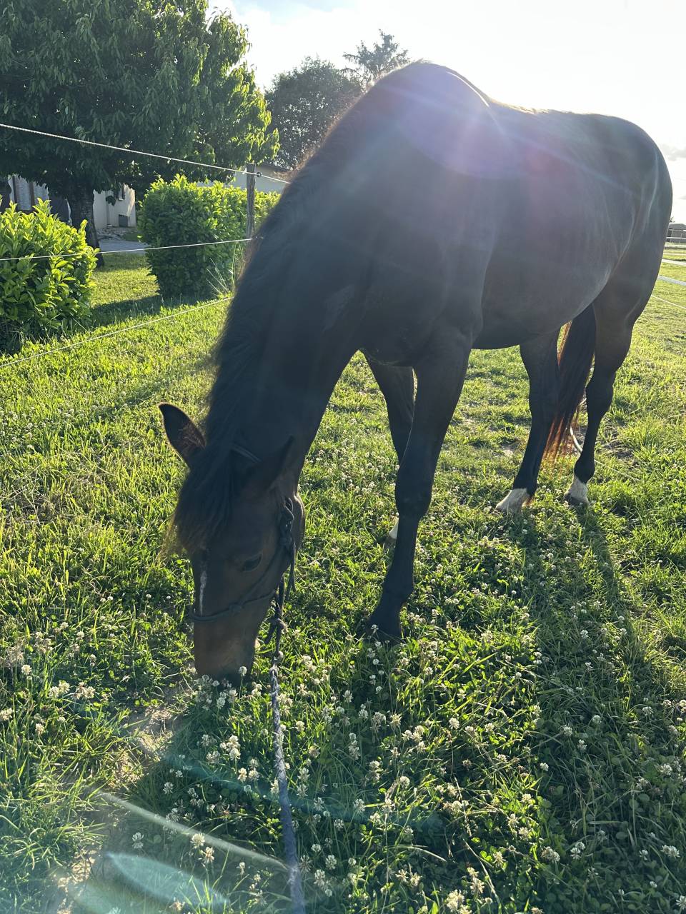 Cavalla sBs Cavallo da Sport Belgio In vendita 2023 Baio scuro