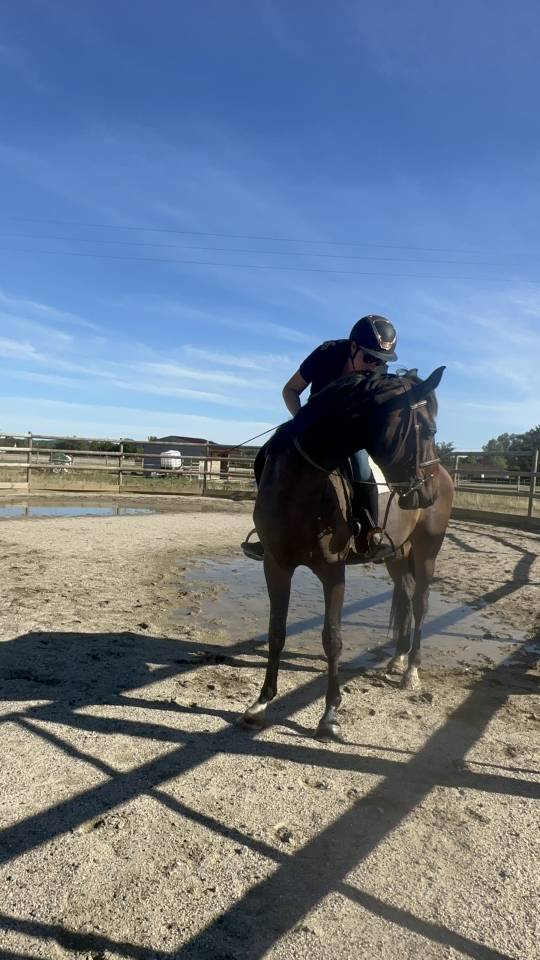 Cavalla sBs Cavallo da Sport Belgio In vendita 2023 Baio scuro