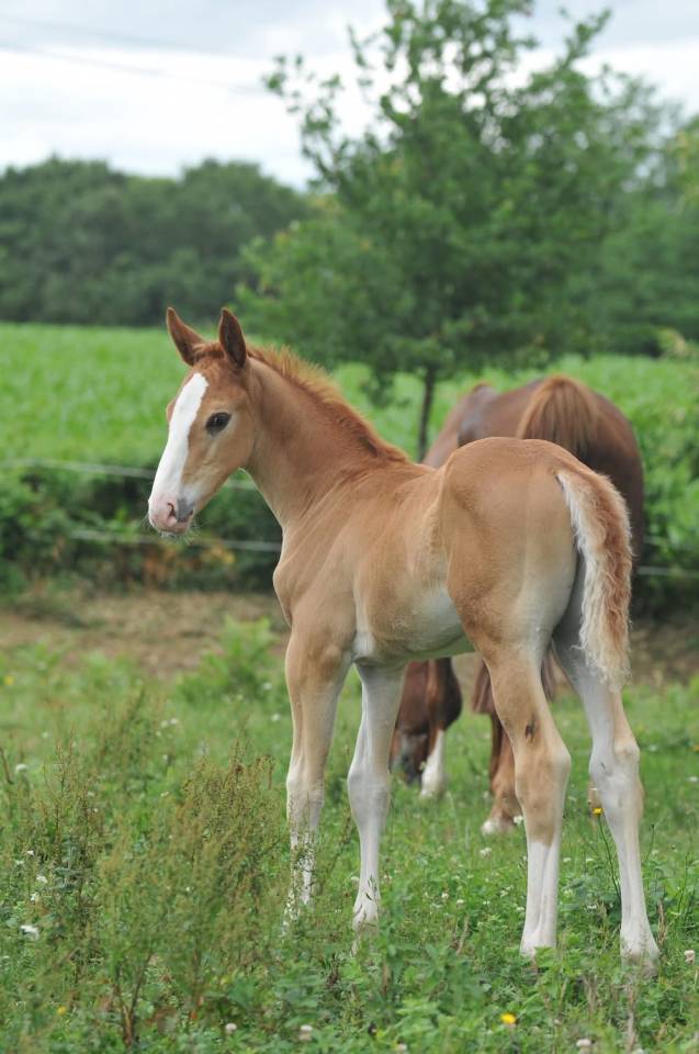 Puledro Sella Francese In vendita 2026 Sauro ,  SILVER DEUX DE VIRTON