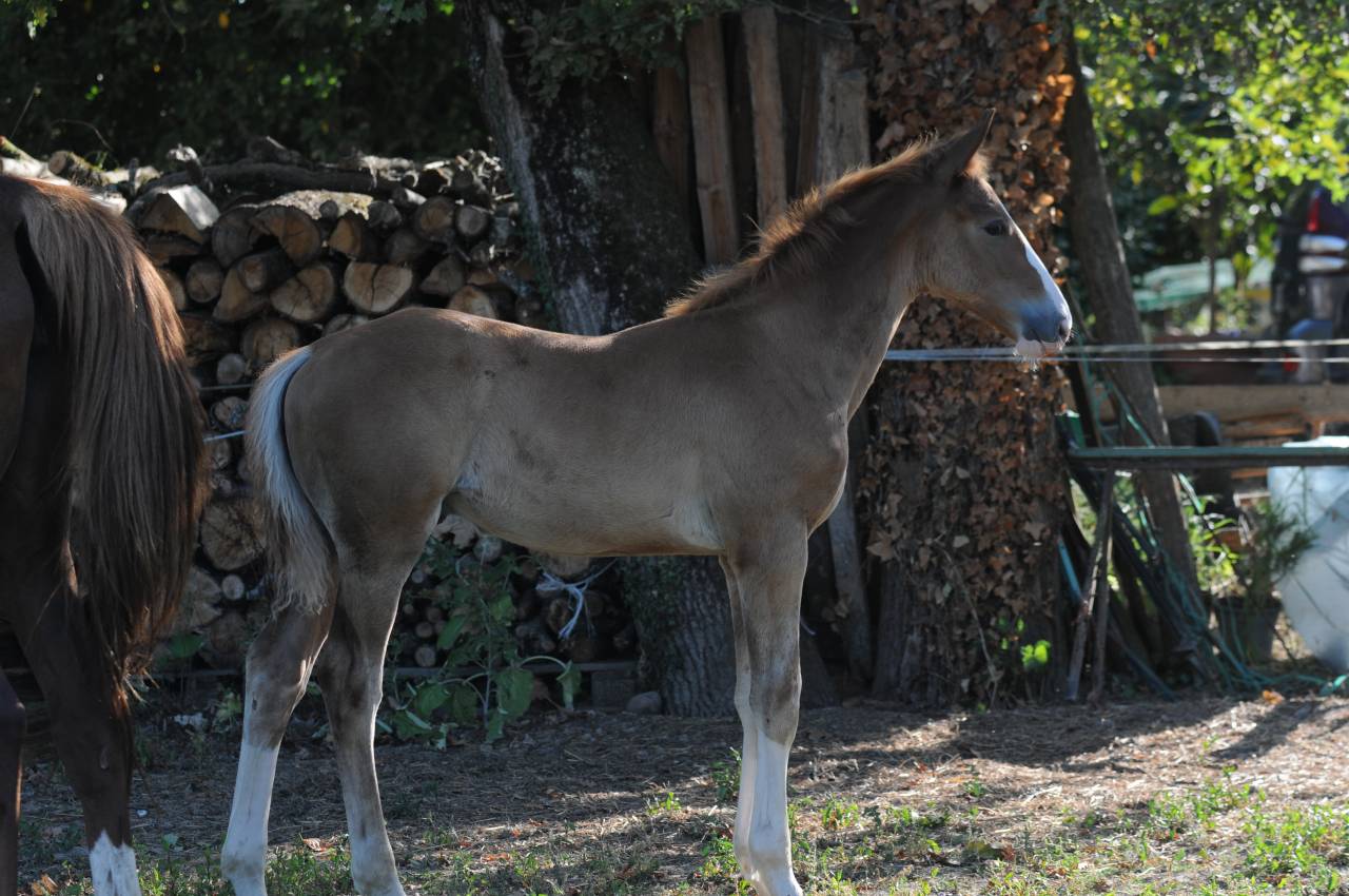 Puledro Sella Francese In vendita 2026 Sauro ,  SILVER DEUX DE VIRTON