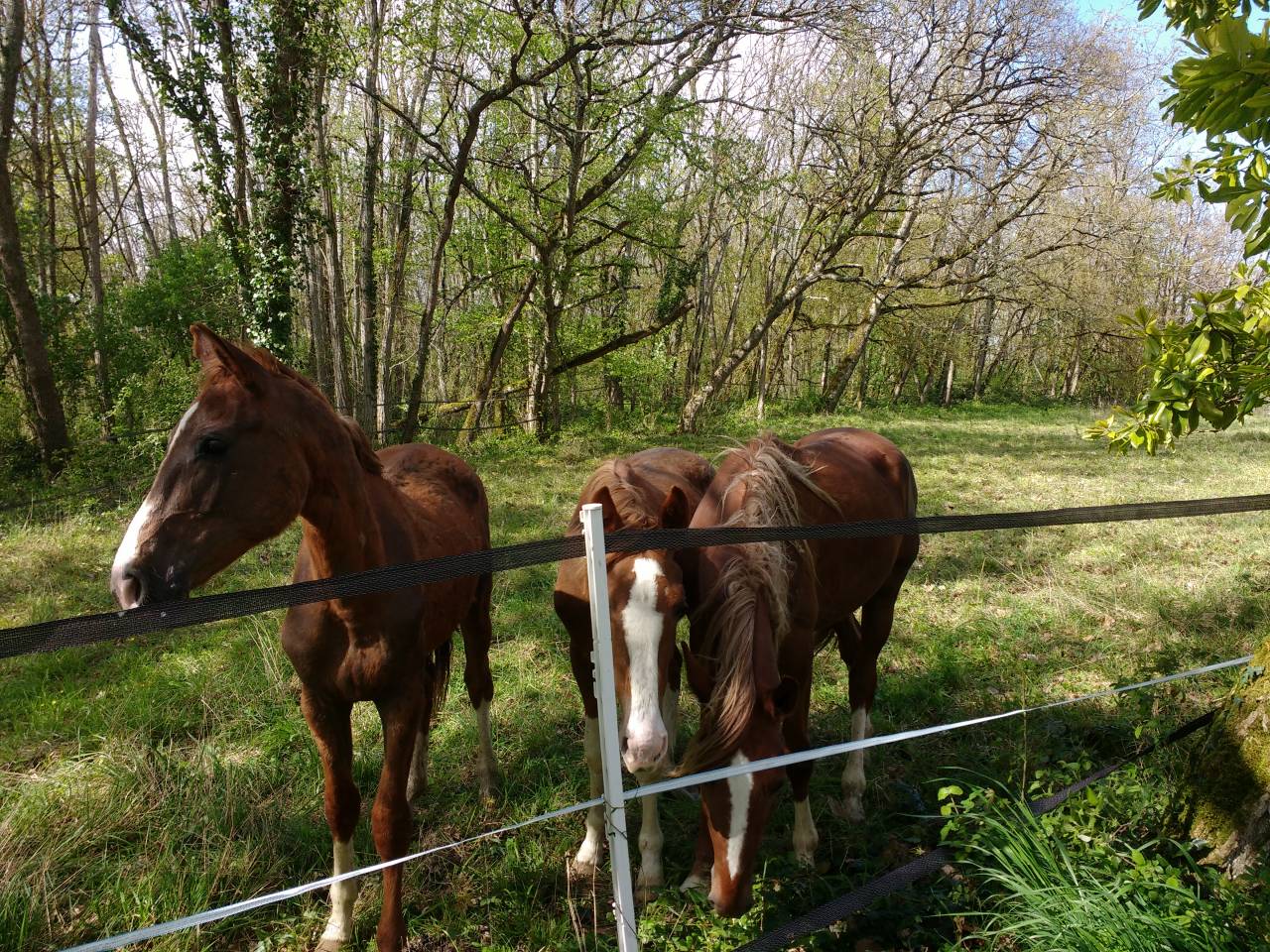 Propriet&agrave; equestre Noleggio Lot-et-Garonne
