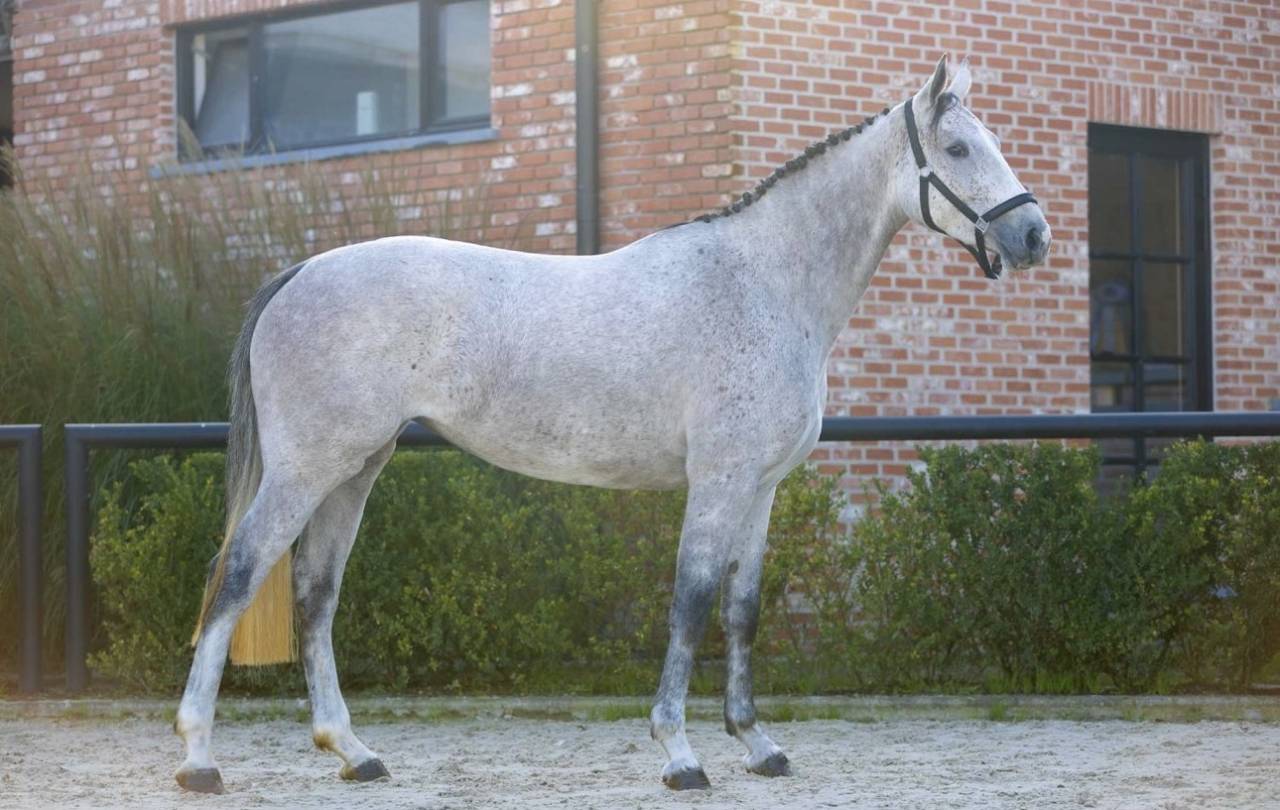 Cavalla Zangersheide In vendita 2021 Grigio ,  Kasanova de la pomme