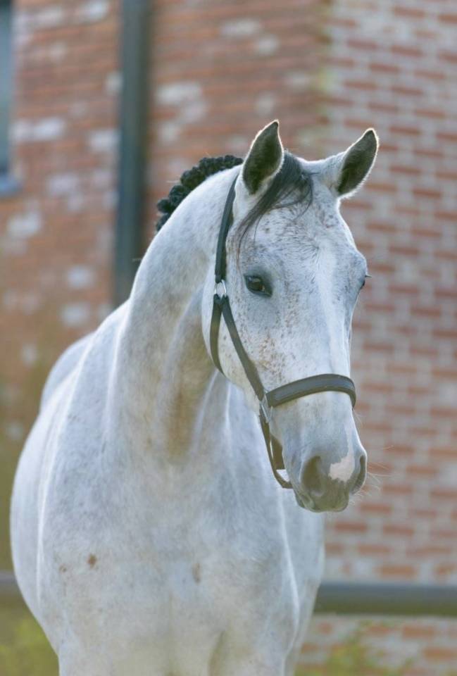 Cavalla Zangersheide In vendita 2021 Grigio ,  Kasanova de la pomme