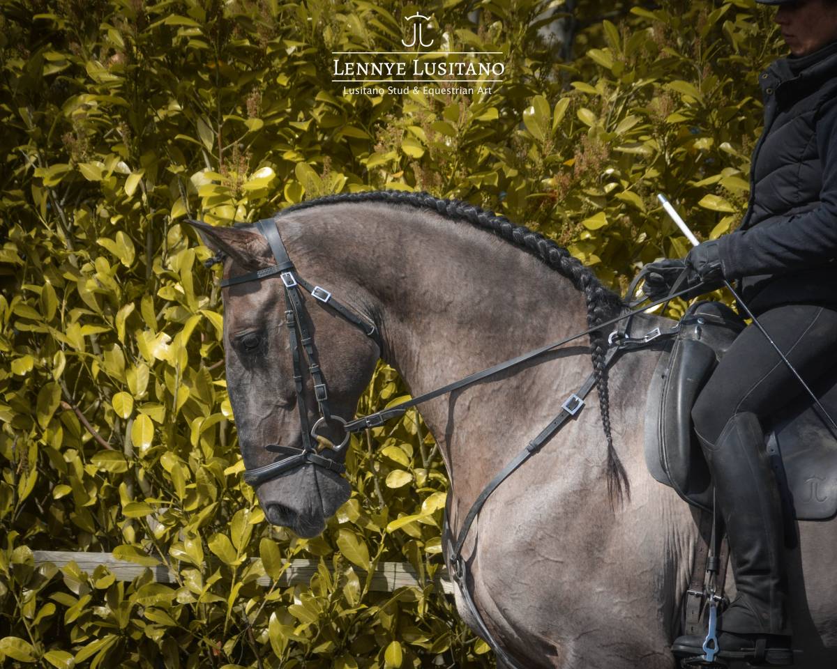 Stallone Lusitano In vendita 2018 Grullo ,  OUREM SAG