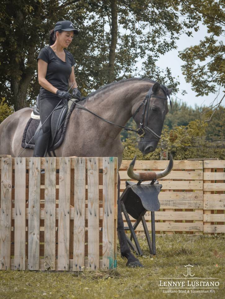 Stallone Lusitano In vendita 2018 Grullo ,  OUREM SAG
