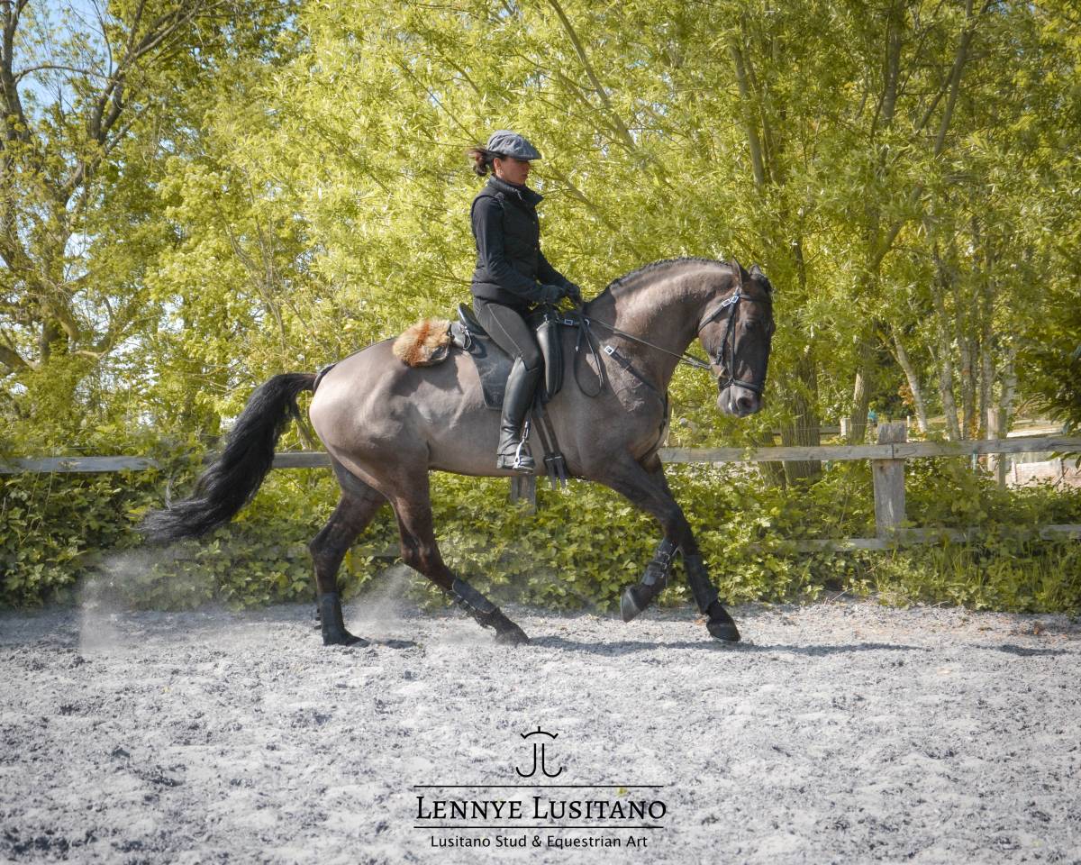 Stallone Lusitano In vendita 2018 Grullo ,  OUREM SAG