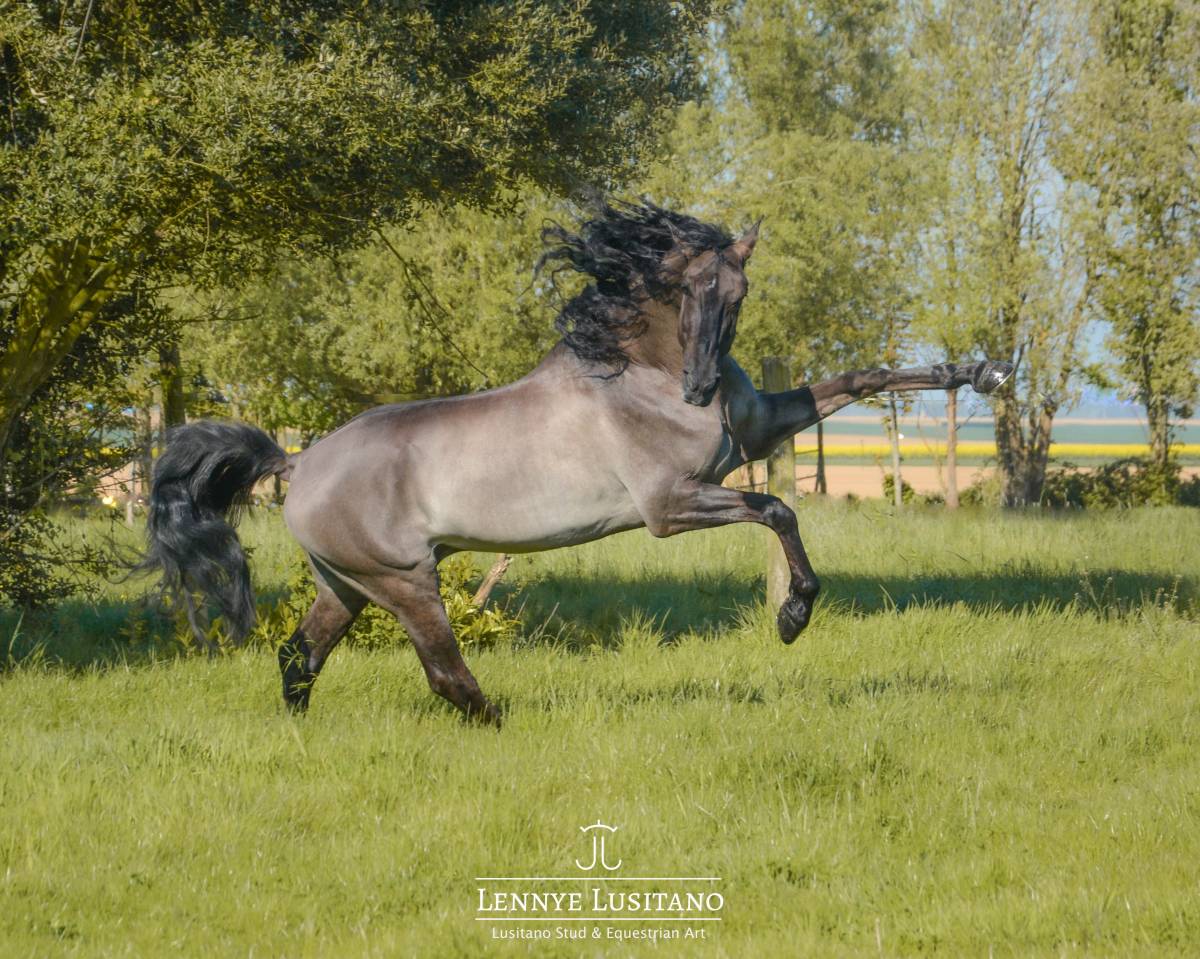Stallone Lusitano In vendita 2018 Grullo ,  OUREM SAG