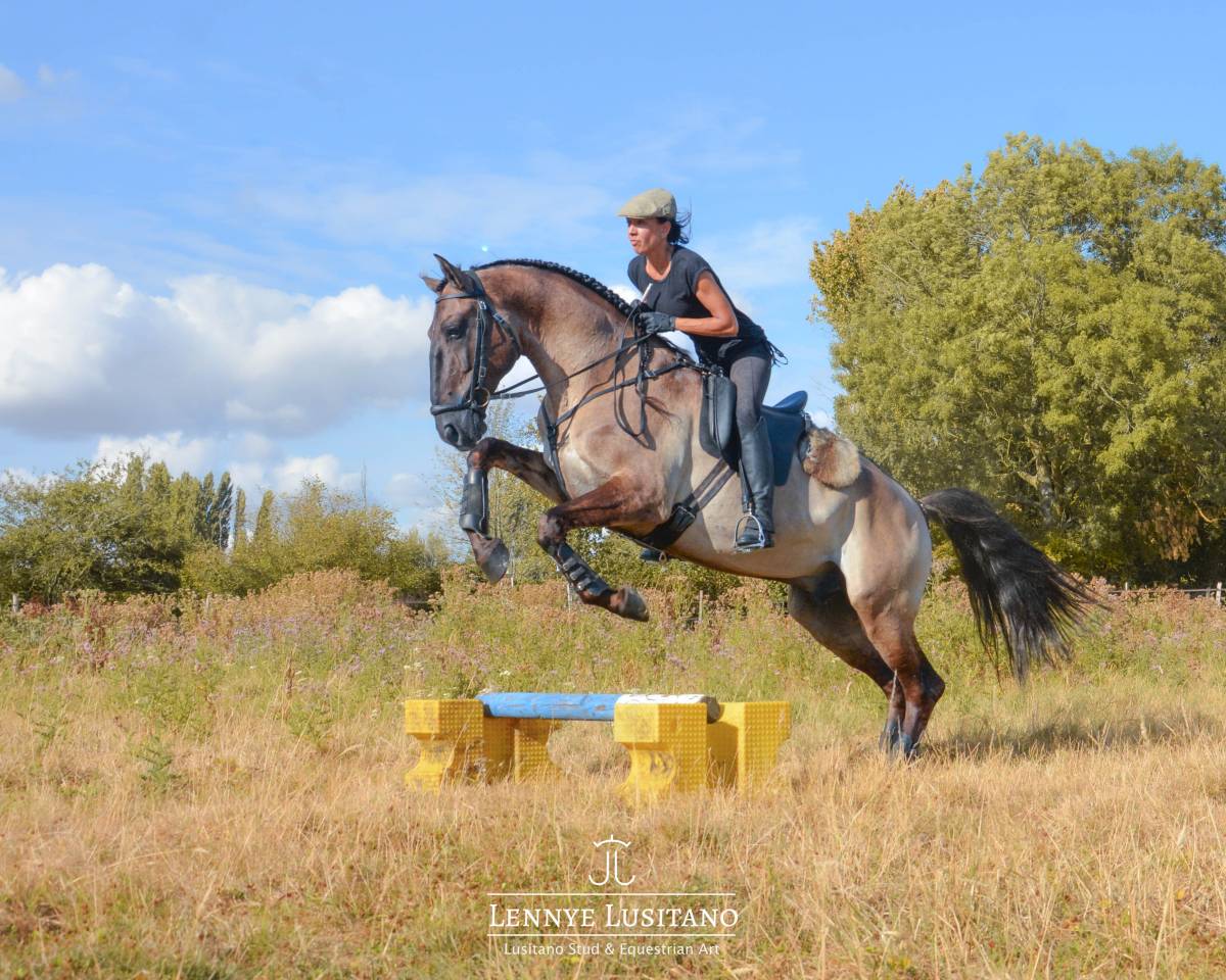 Stallone Lusitano In vendita 2018 Grullo ,  OUREM SAG