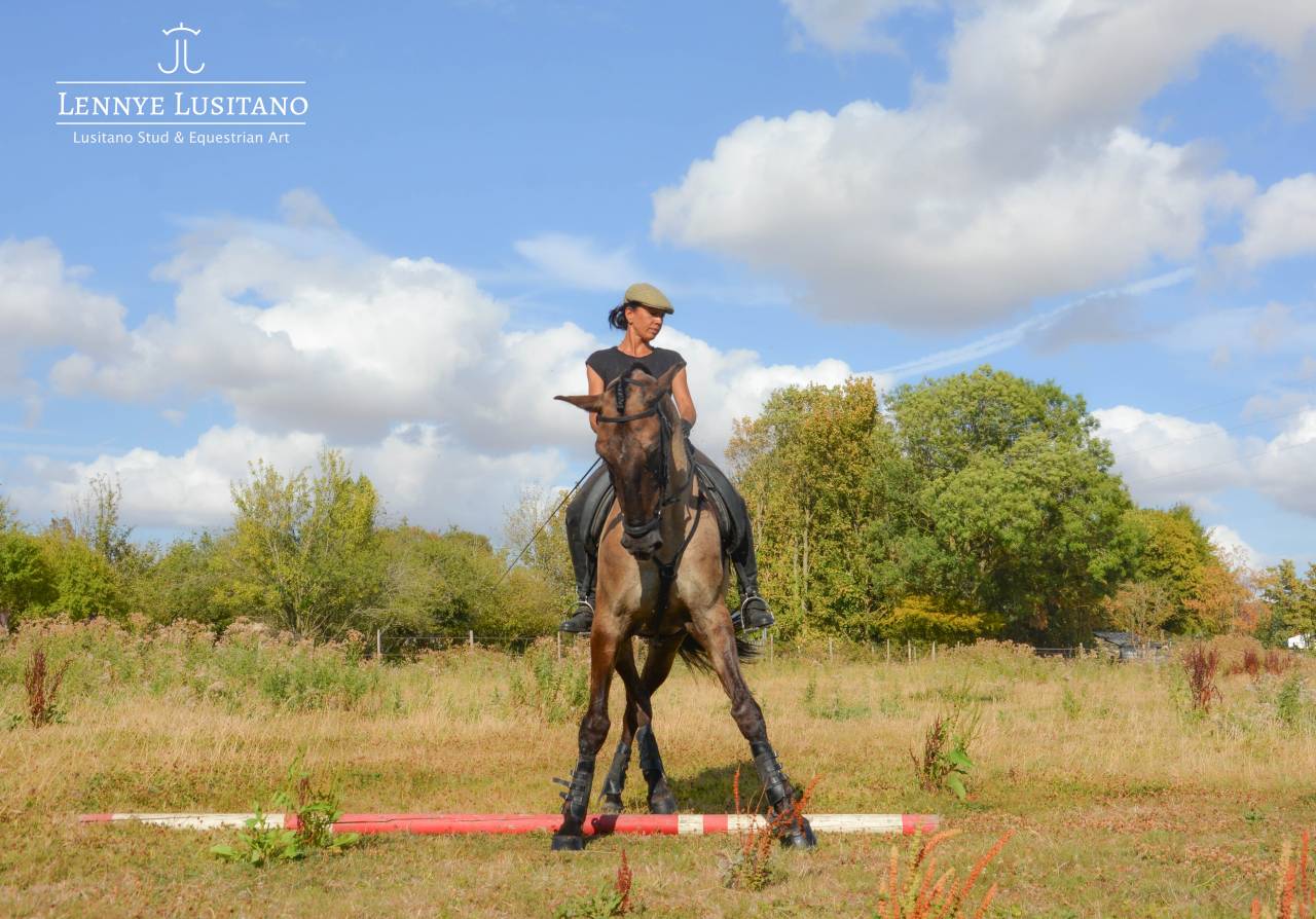 Stallone Lusitano In vendita 2018 Grullo ,  OUREM SAG