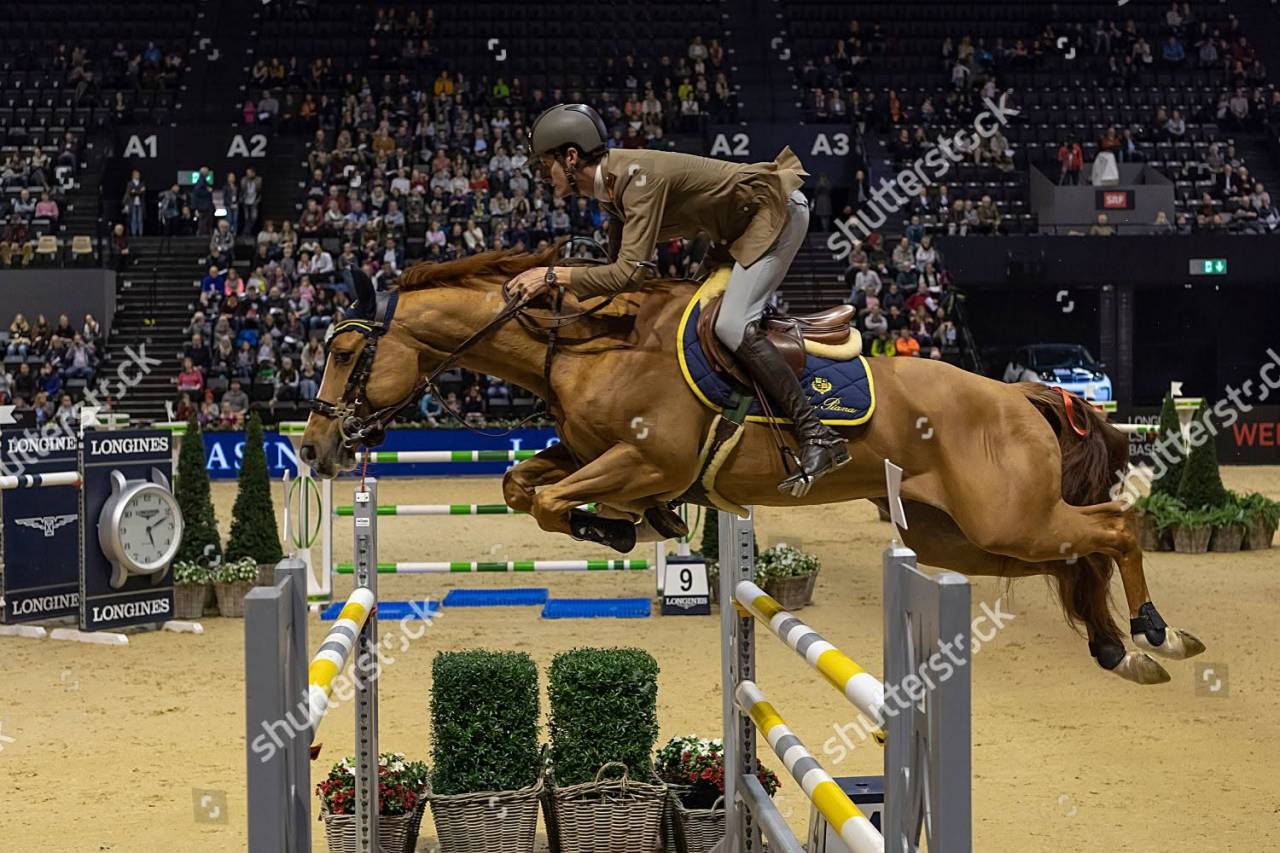 Intero Zangersheide In vendita 2026 Sauro ,  KASSANDER VAN 'T ROOSAKKER