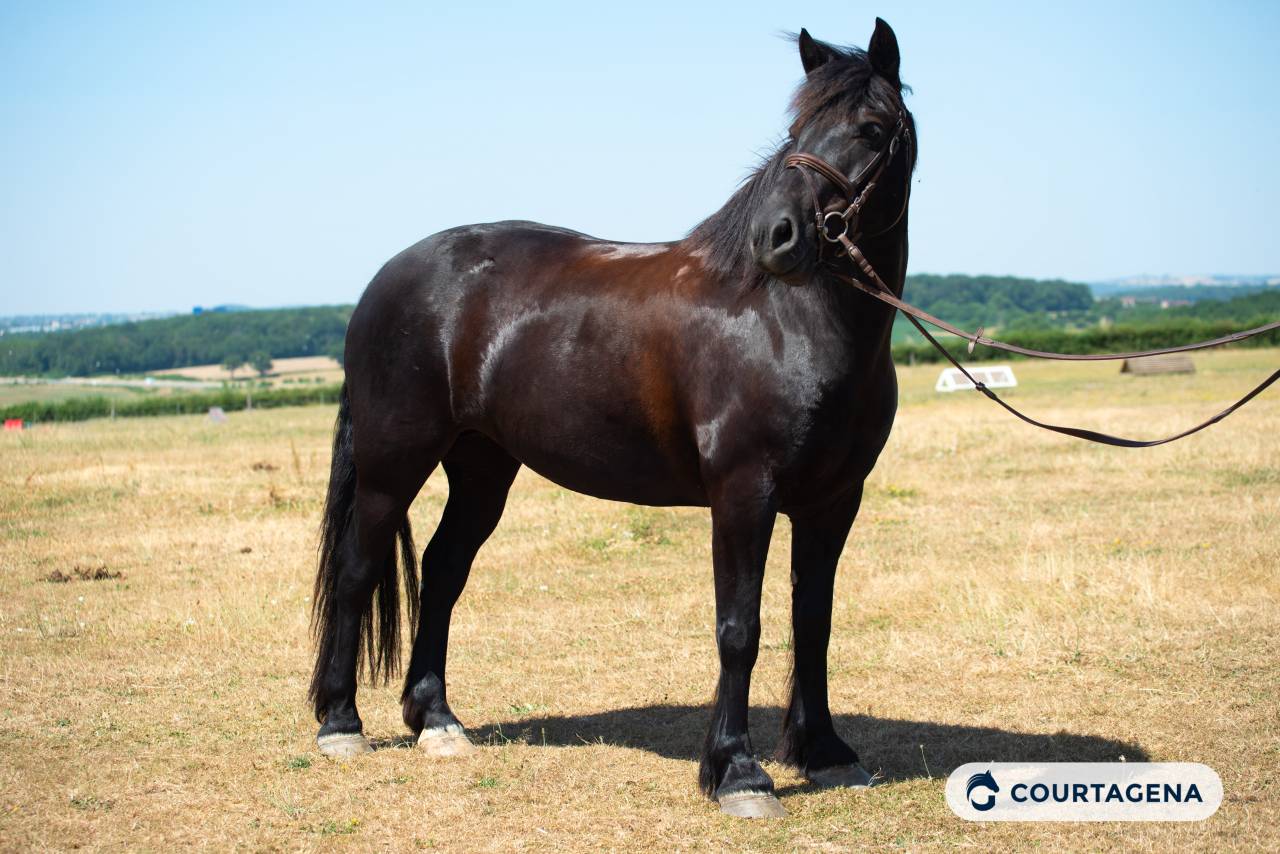 Cavalla M&eacute;rens In vendita 2019 Nero ,  obao de sie