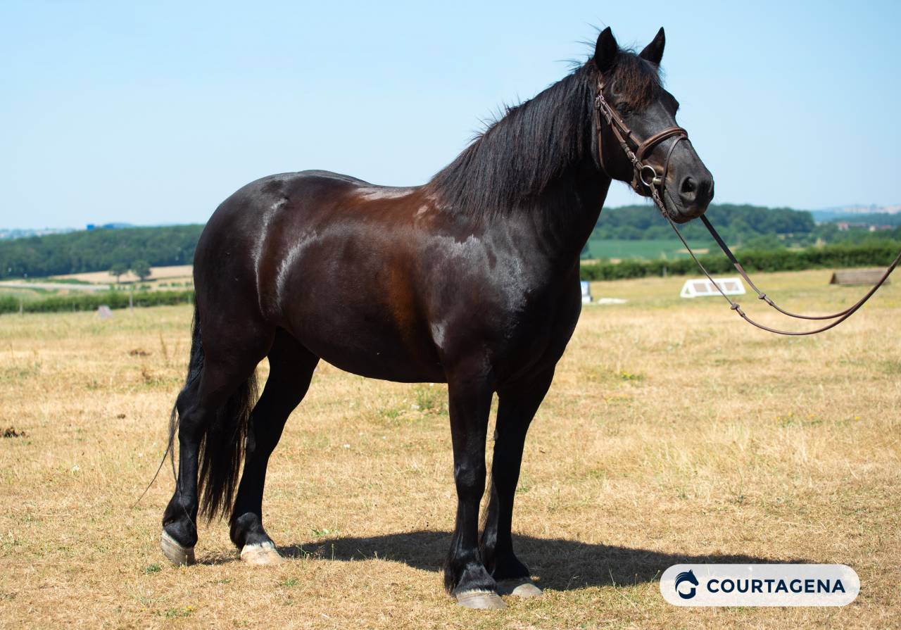 Cavalla M&eacute;rens In vendita 2019 Nero ,  obao de sie