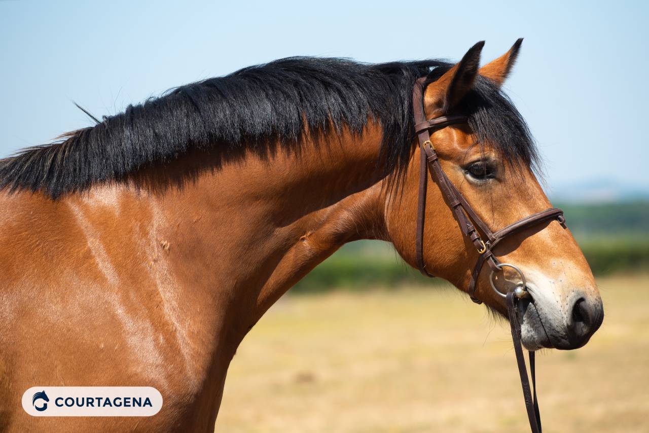 Castrone Haflinger In vendita 2022 Isabella ,  Amiral de minuit
