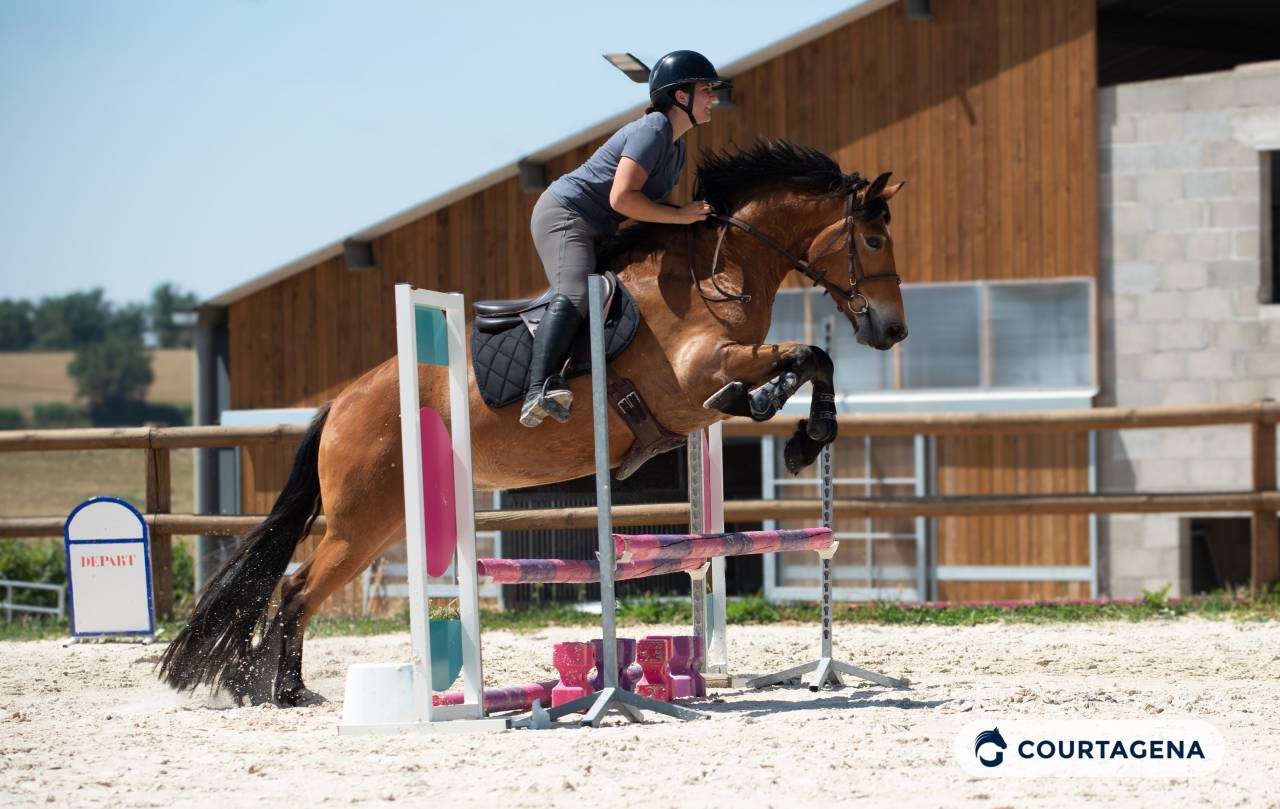 Castrone Haflinger In vendita 2022 Isabella ,  Amiral de minuit