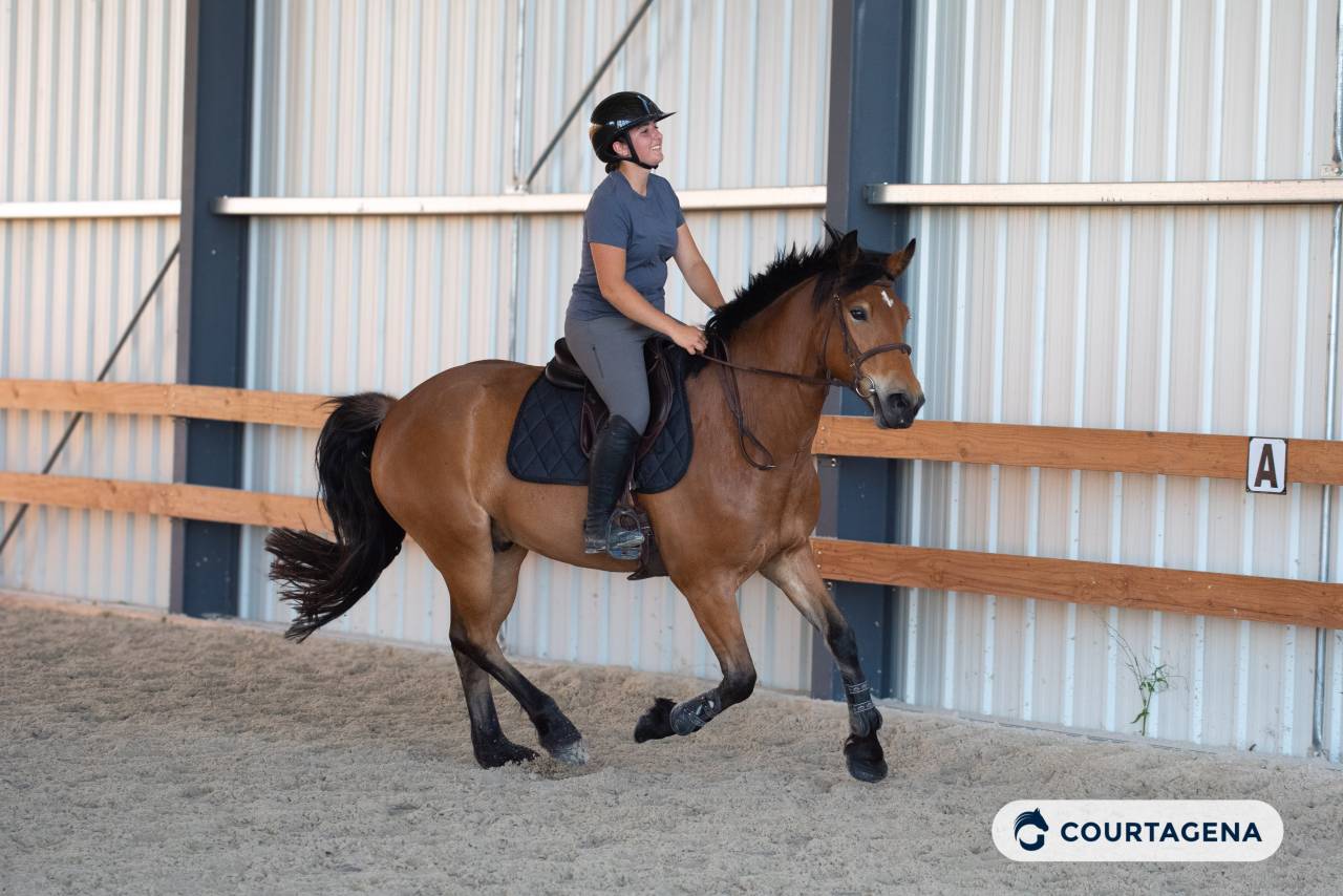 Castrone Haflinger In vendita 2022 Isabella ,  Amiral de minuit