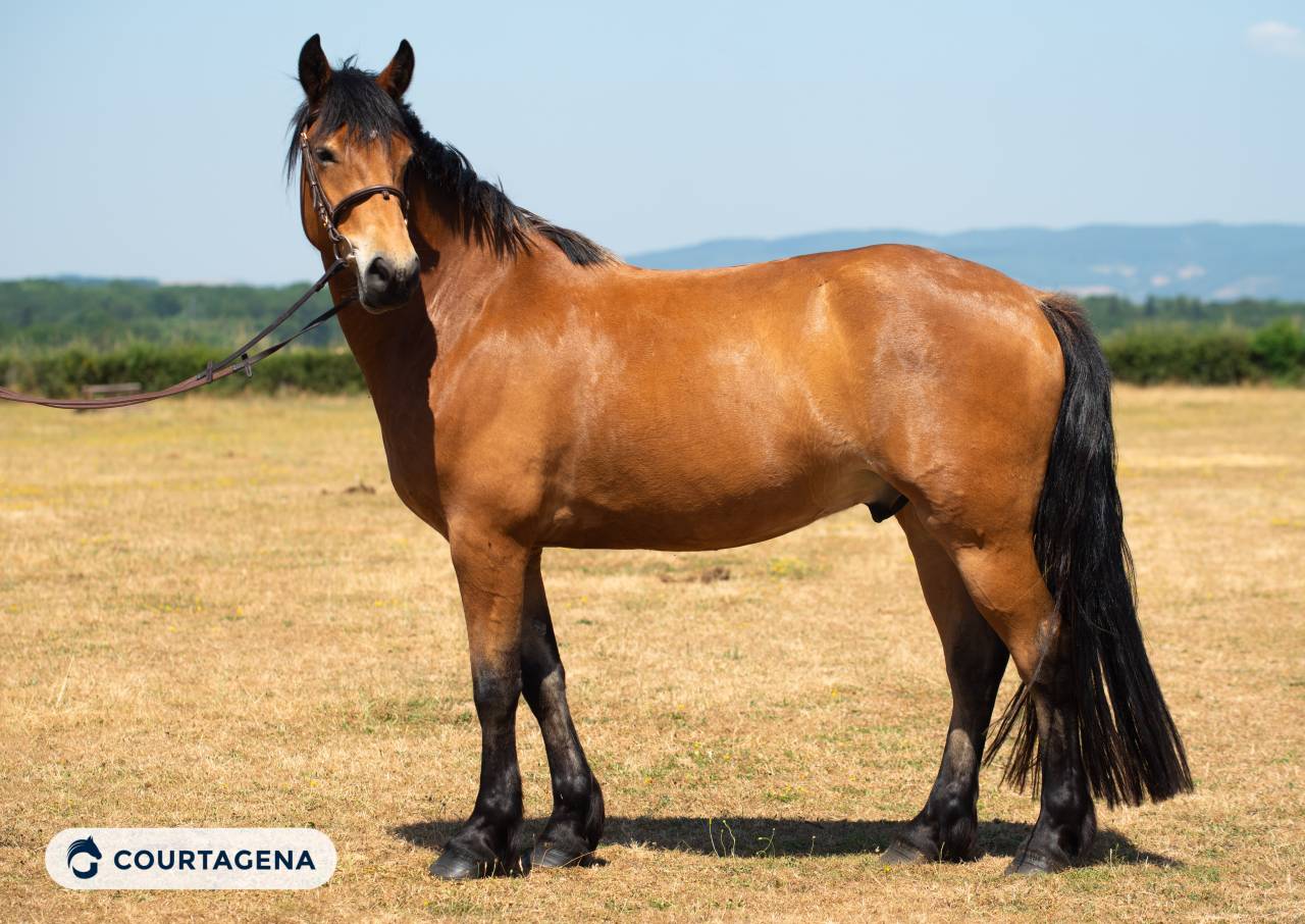 Castrone Haflinger In vendita 2022 Isabella ,  Amiral de minuit