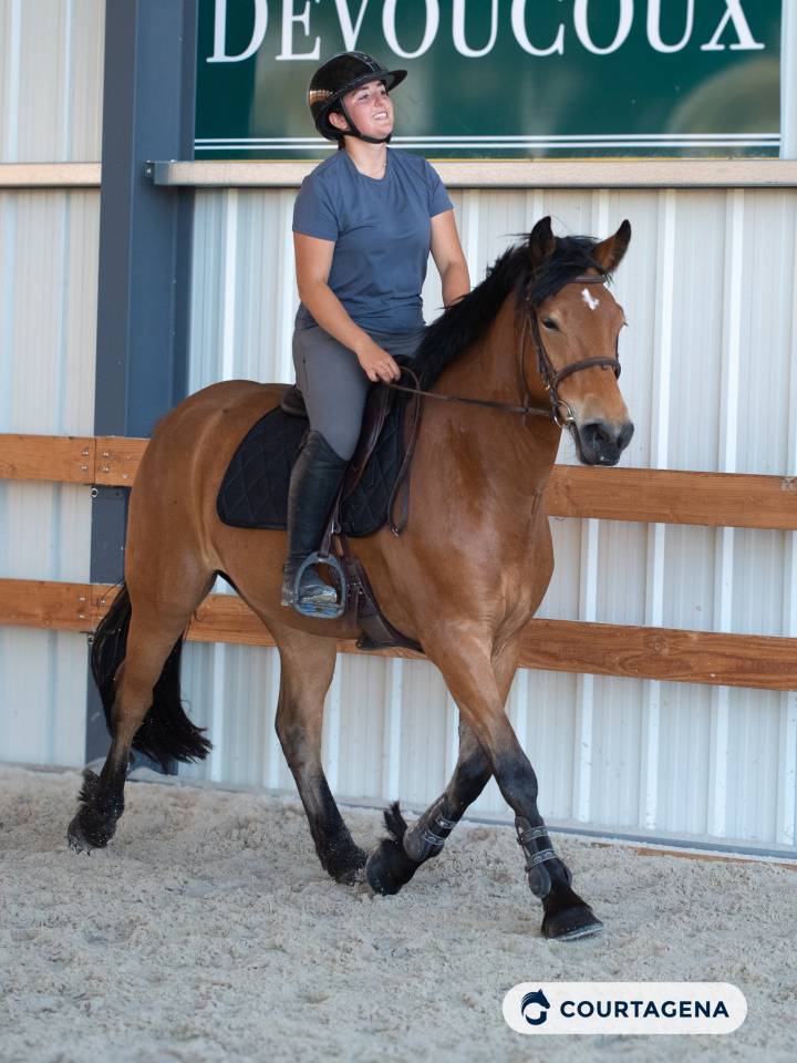 Castrone Haflinger In vendita 2022 Isabella ,  Amiral de minuit