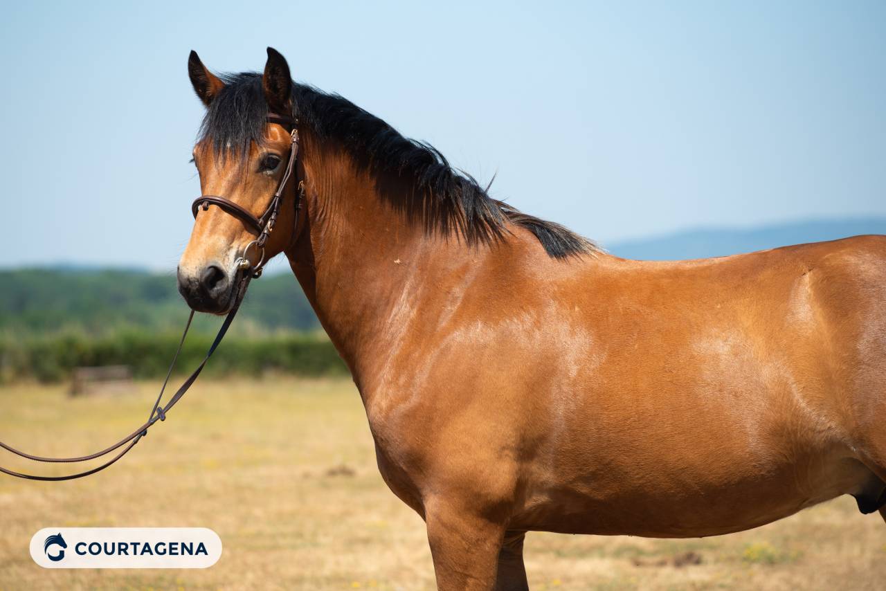 Castrone Haflinger In vendita 2022 Isabella ,  Amiral de minuit