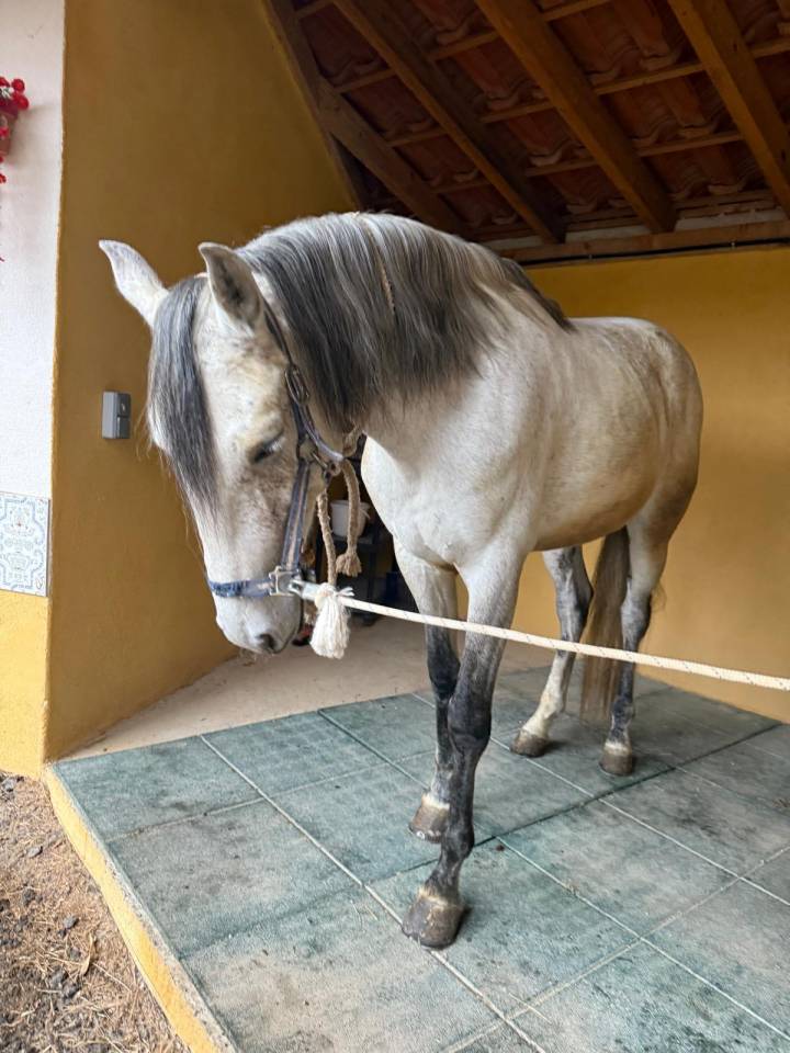 Castrone Lusitano In vendita 2019 Grigio