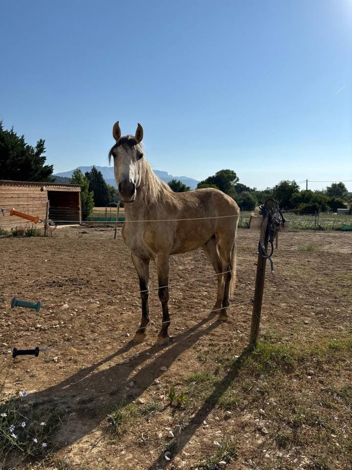 Castrone Lusitano In vendita 2019 Grigio