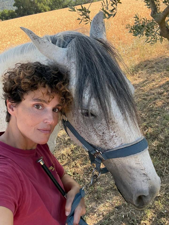 Castrone Lusitano In vendita 2019 Grigio