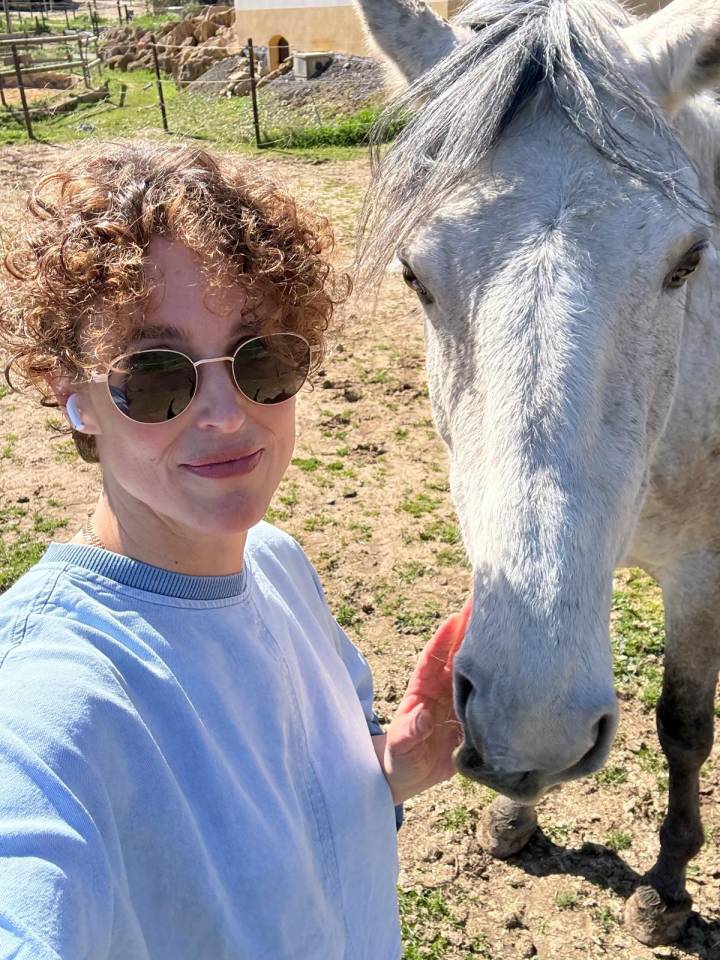 Castrone Lusitano In vendita 2019 Grigio