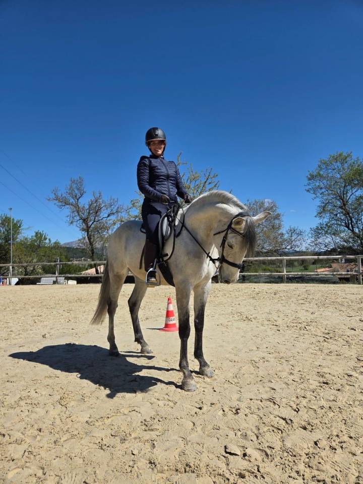 Castrone Lusitano In vendita 2019 Grigio