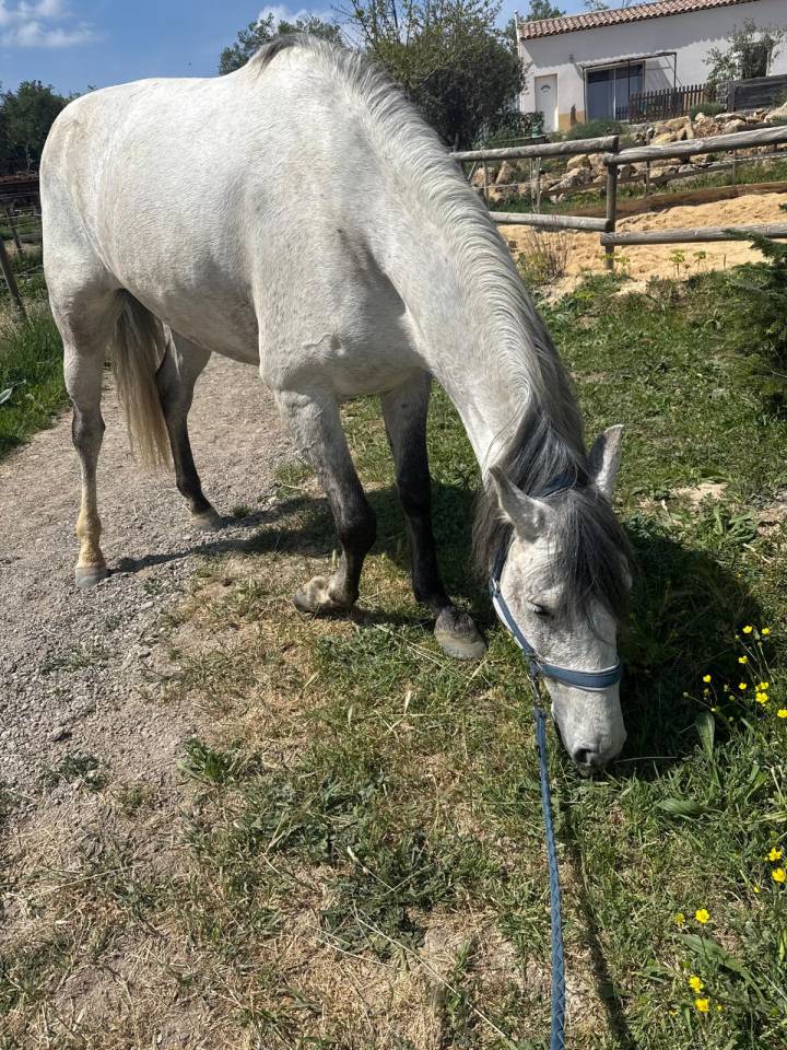 Castrone Lusitano In vendita 2019 Grigio