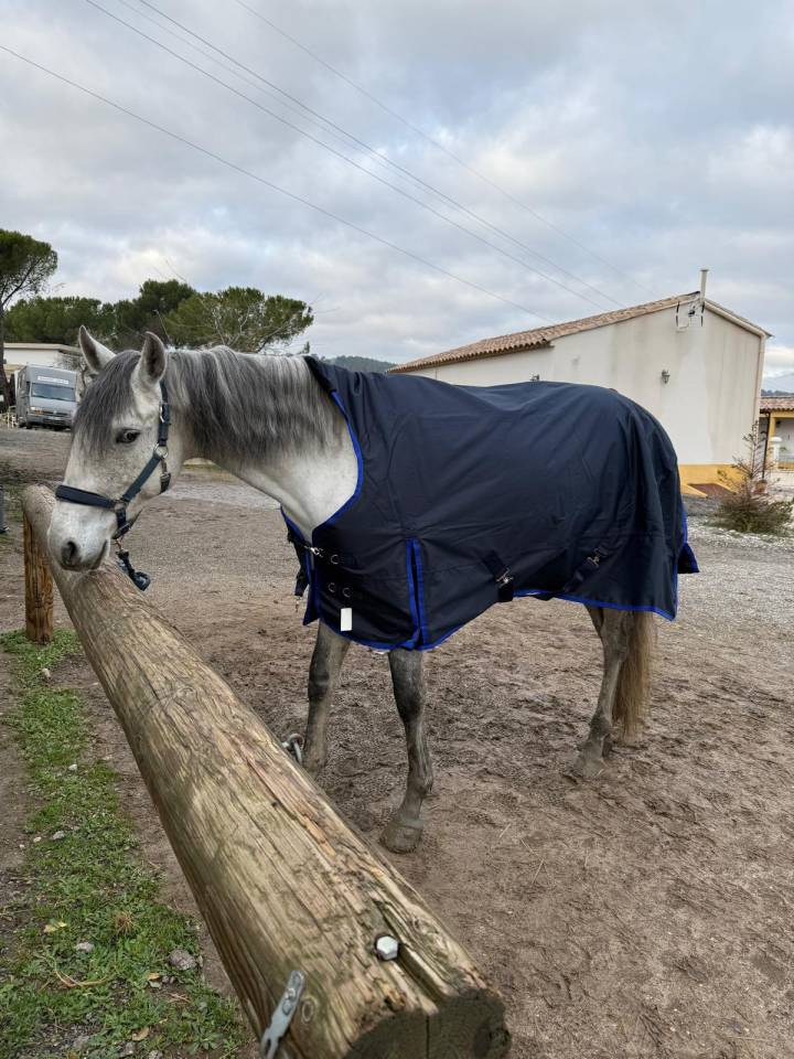 Castrone Lusitano In vendita 2019 Grigio