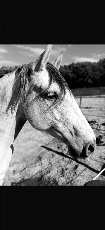 Castrone Lusitano In vendita 2019 Grigio