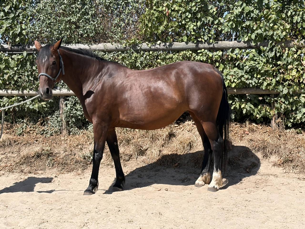 Cavalla Trottatore Francese In vendita 2014 Baio