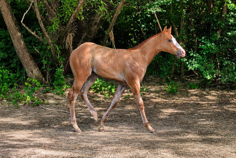 Puledro Quarter Horse In vendita 2026 Sauro