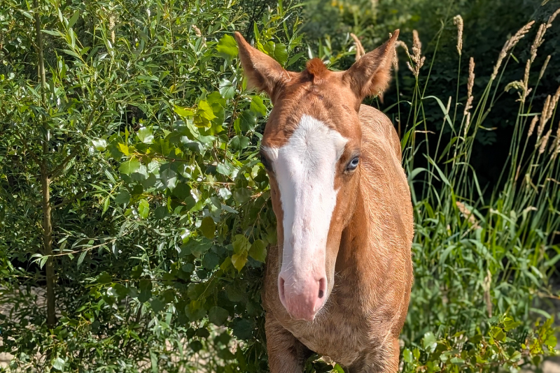 Puledro Quarter Horse In vendita 2026 Sauro