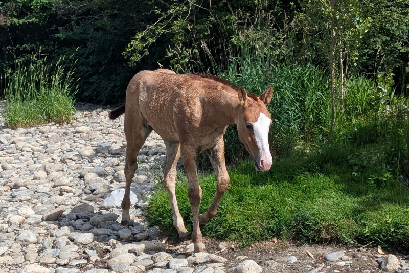 Puledro Quarter Horse In vendita 2026 Sauro