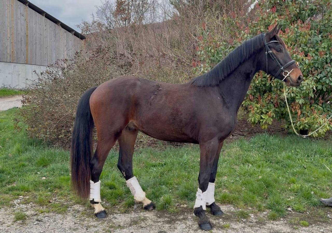 Castrone KWPN Cavallo da Sport Neerlandese In vendita 2023 Baio scuro