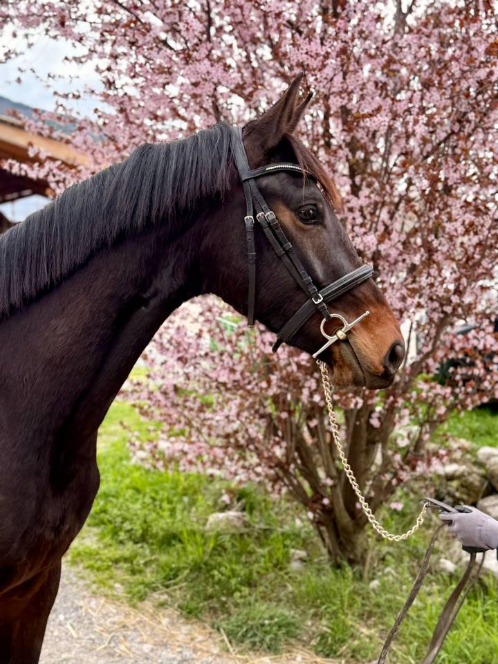 Castrone KWPN Cavallo da Sport Neerlandese In vendita 2023 Baio scuro