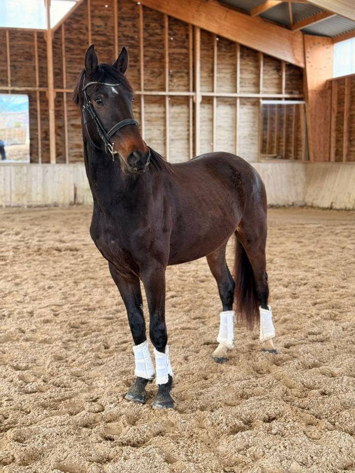 Castrone KWPN Cavallo da Sport Neerlandese In vendita 2023 Baio scuro